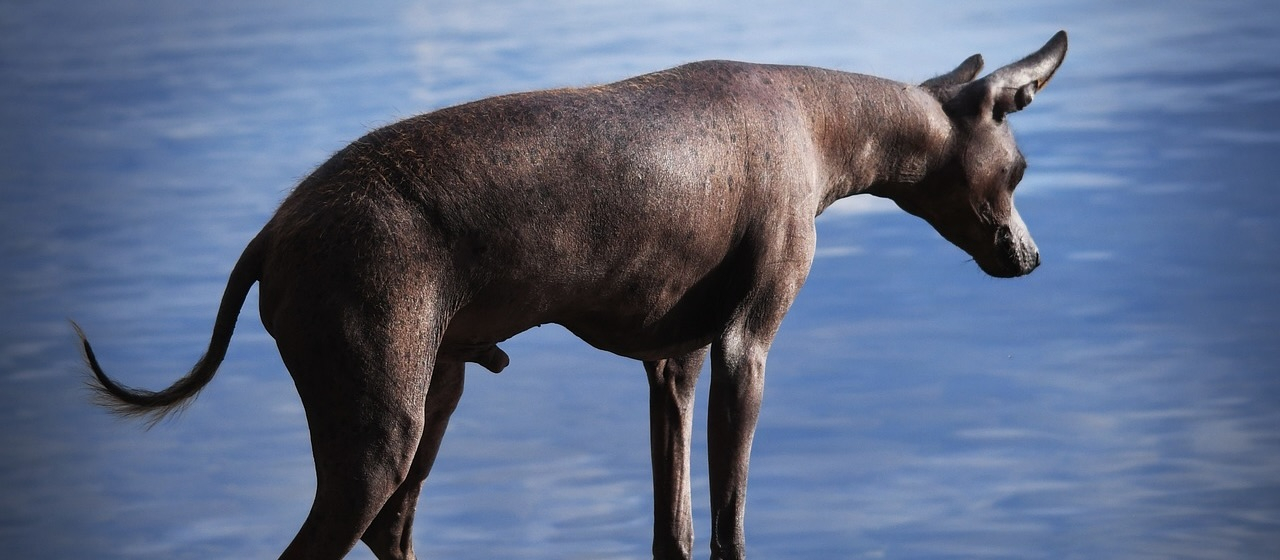 Dark brown hairless dog looking over a body of water.
