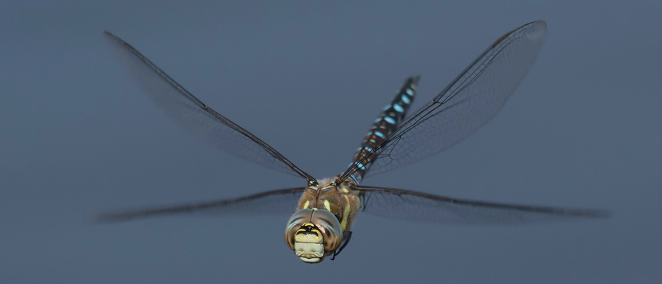 Download Dragonflies Experience As Much G Force As Fighter Pilots Office For iPhone Free Wallpaper Dragonflies Experience As Much G Force As Fighter Pilots Office For Android