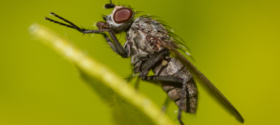 Why do you never see a baby housefly?  Office for Science and Society -  McGill University