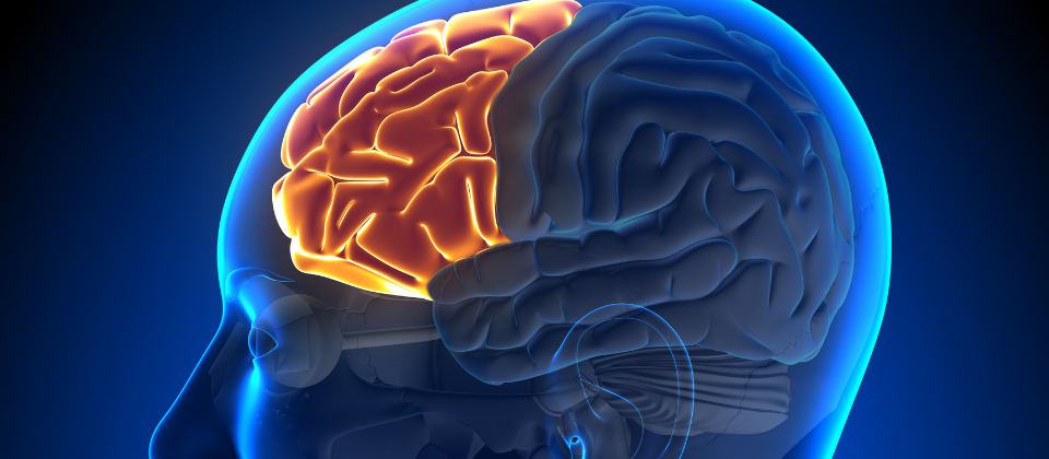 Illustration of a human brain highlighting the frontal lobe in orange.