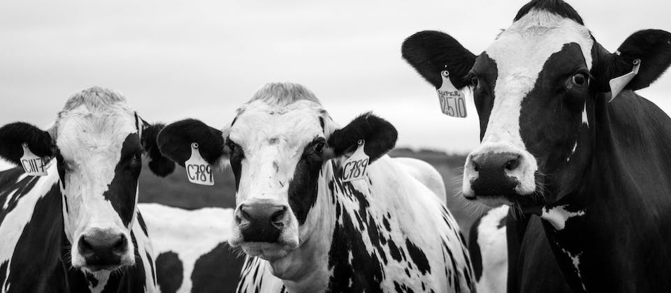 three cows in black and white