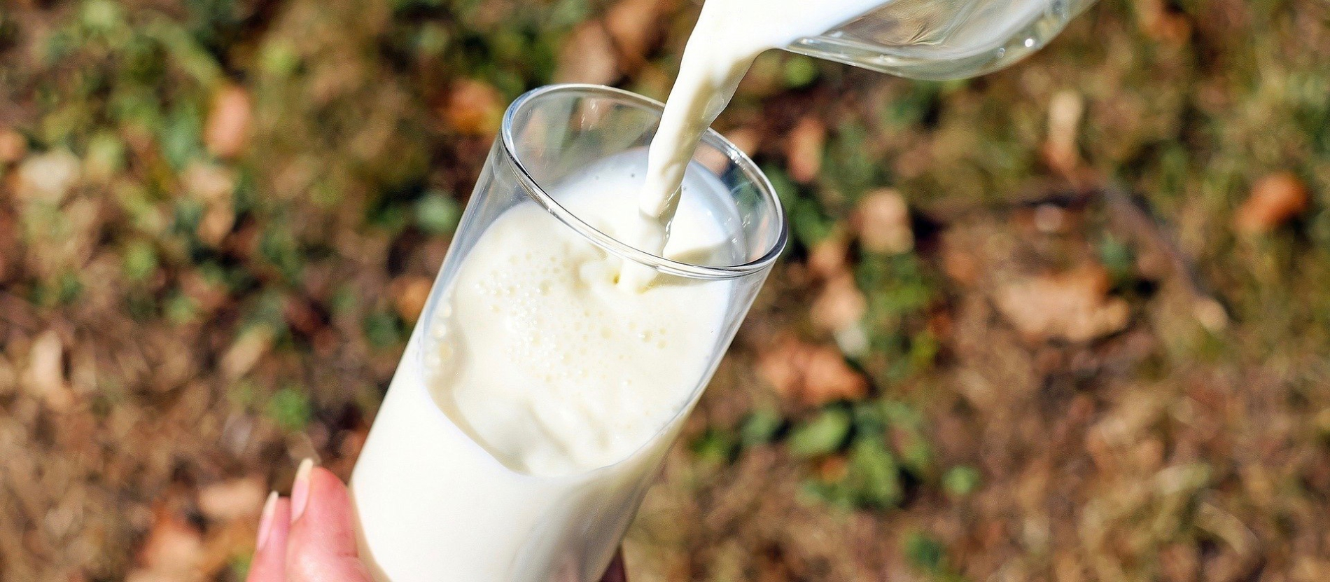 A Possible Link Between Milk and Breast Cancer is Not Udder