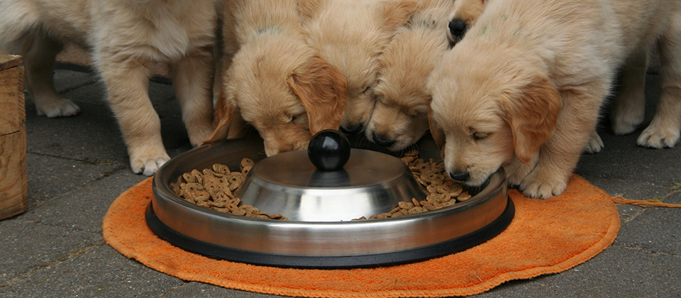 raw feeding dogs with kidney disease