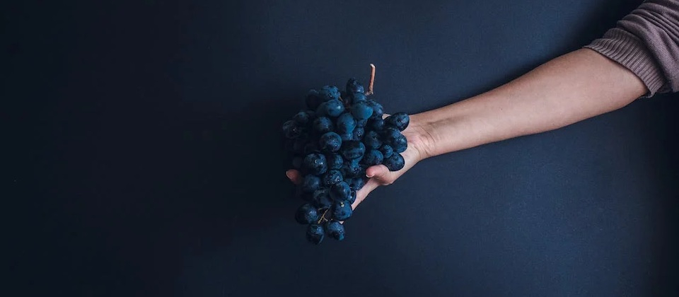 person holding bunch of dark grapes