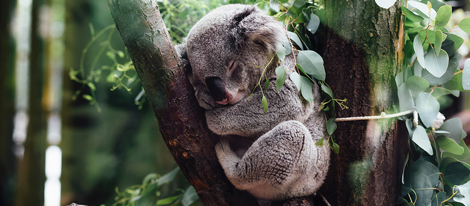 Eucalyptus Leaves More Than A Delicacy For Koalas Office For