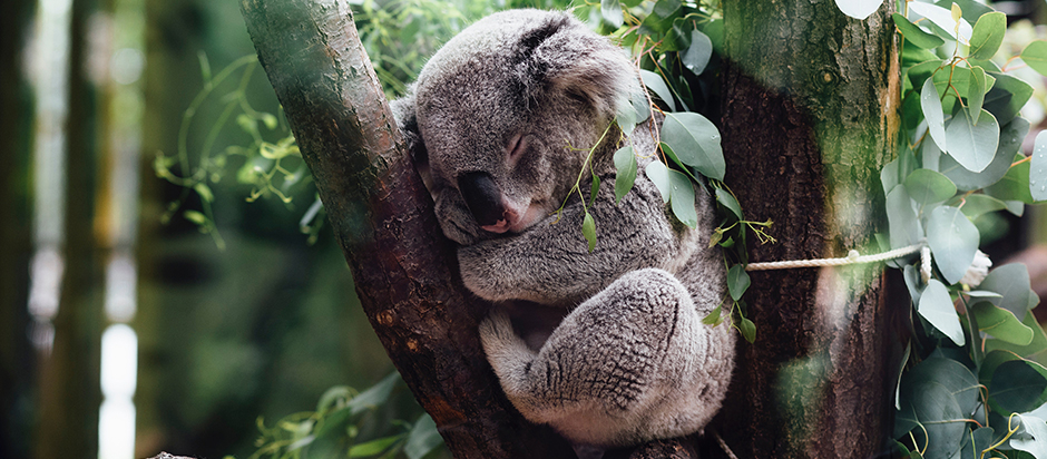 Koalas Eat Gum Leaves Koalas Eat Gum Leaves