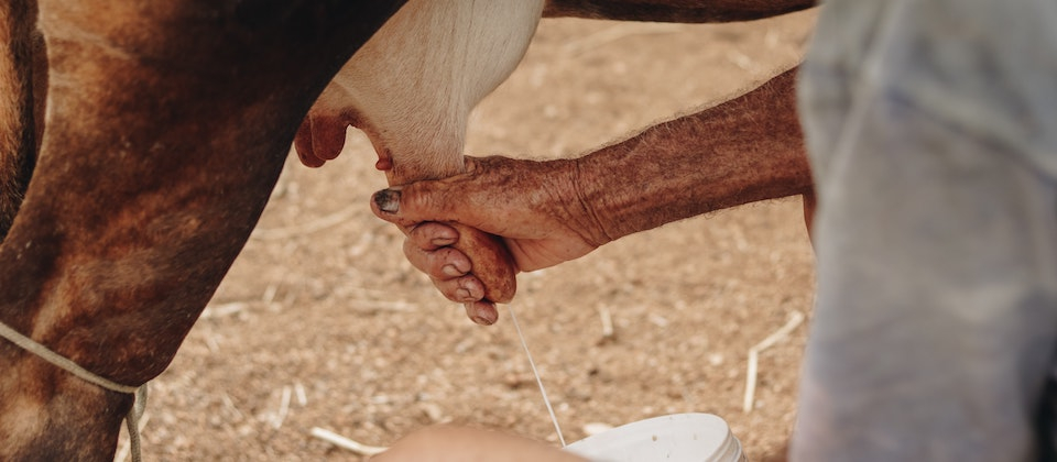 Old man hand milking cow udder