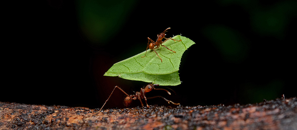 Who's this big ant that's hanging out with all the smaller ants