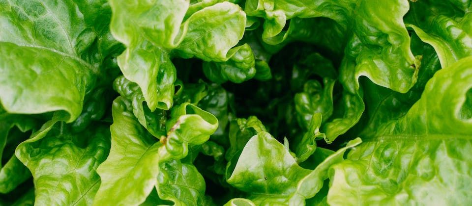 lettuce close up