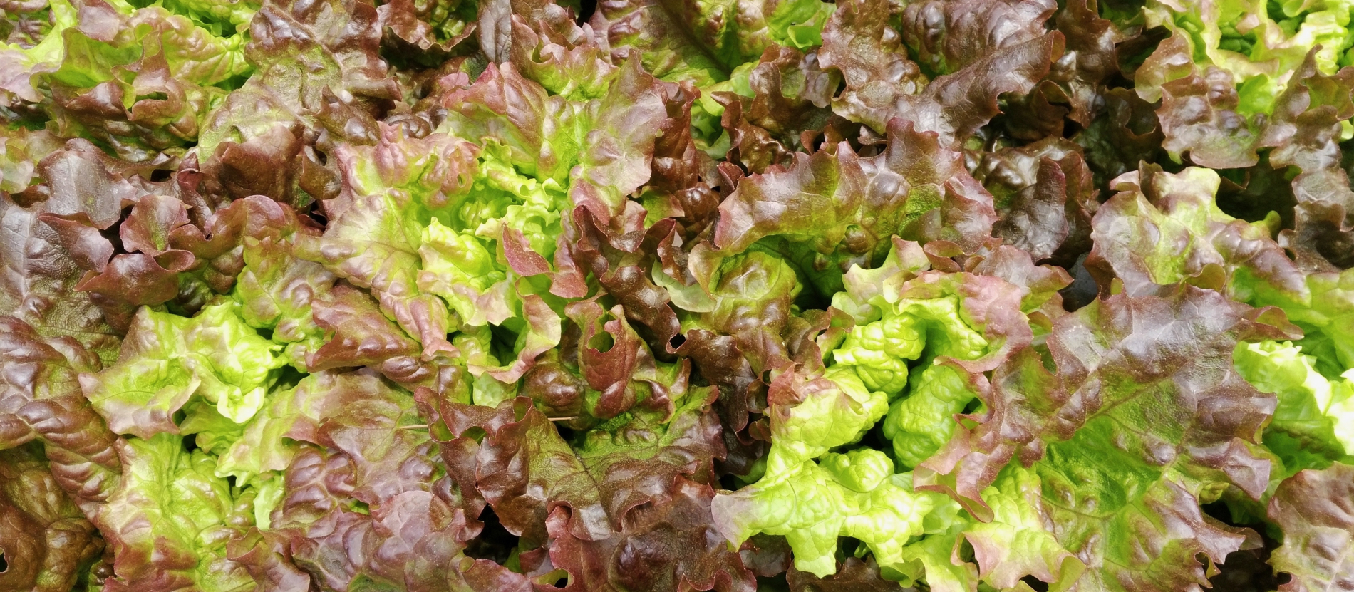 Why Does Lettuce Mess Up My Stomach