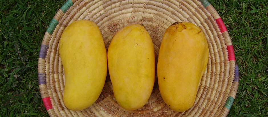 The African Mango: Can Its Seeds Really Help You Lose Weight? | Office for  Science and Society - McGill University