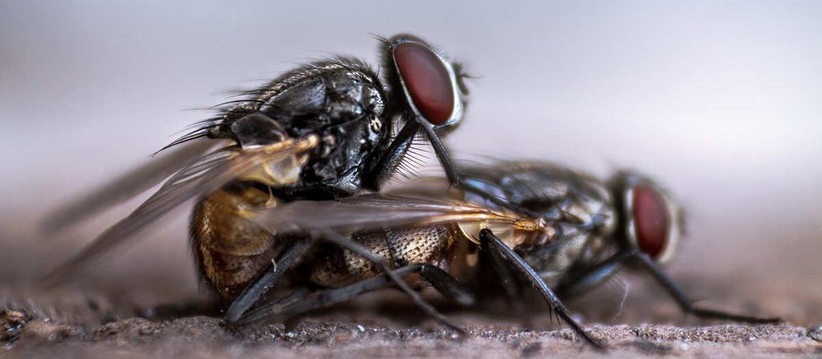 How Come You Never See a Baby Housefly? | Office for Science and Society -  McGill University