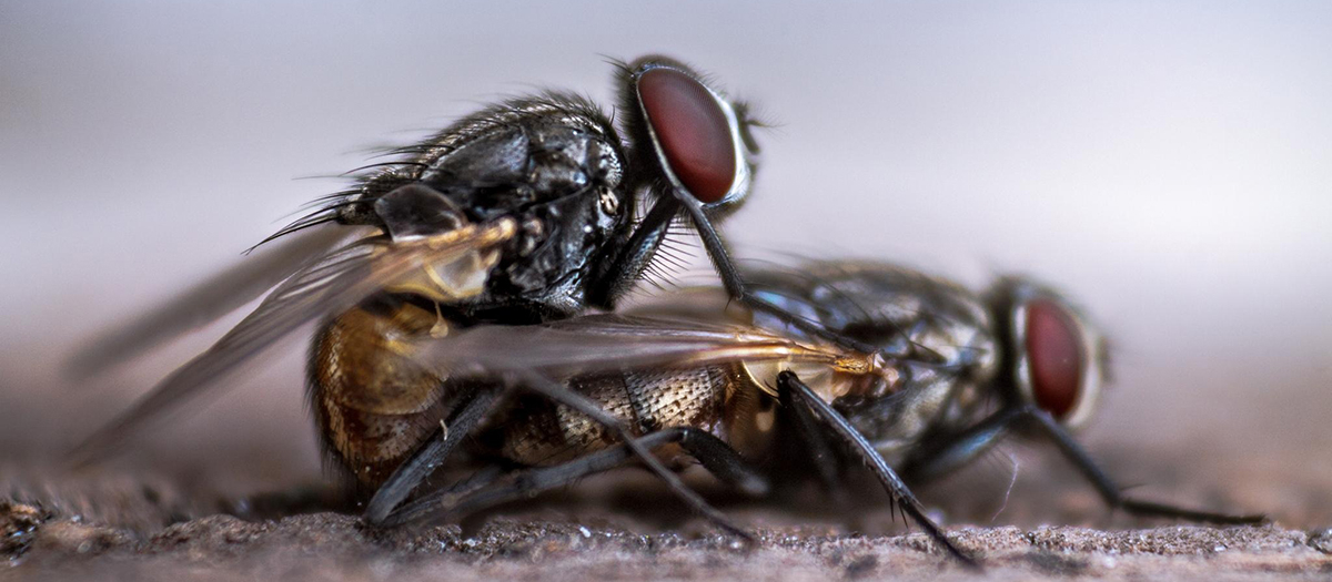 How Come You Never See a Baby Housefly?  Office for Science and Society -  McGill University