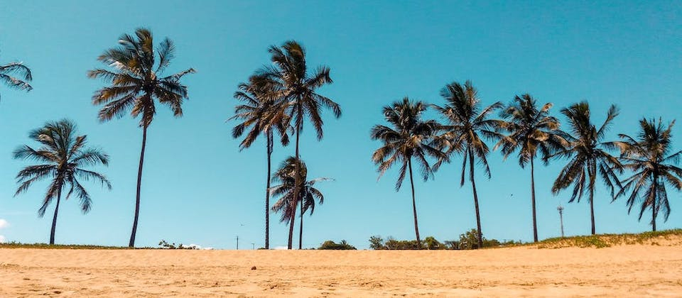 Coconut Trees on Brown Sand