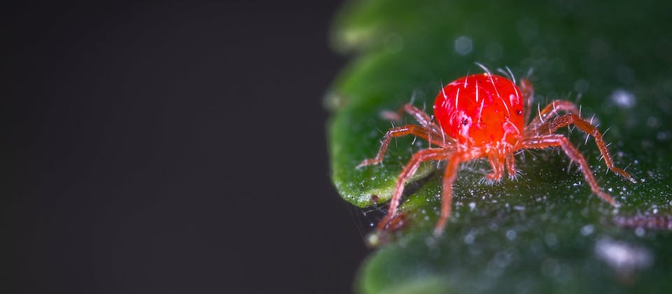Close-up Photography of Red Spider Mites