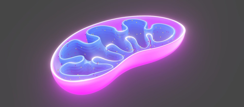pink and purple mitochondria against a black background