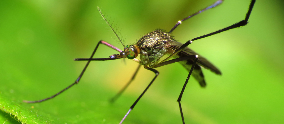 Deet Me Up How Best to Repel a Mosquito Office for Science and