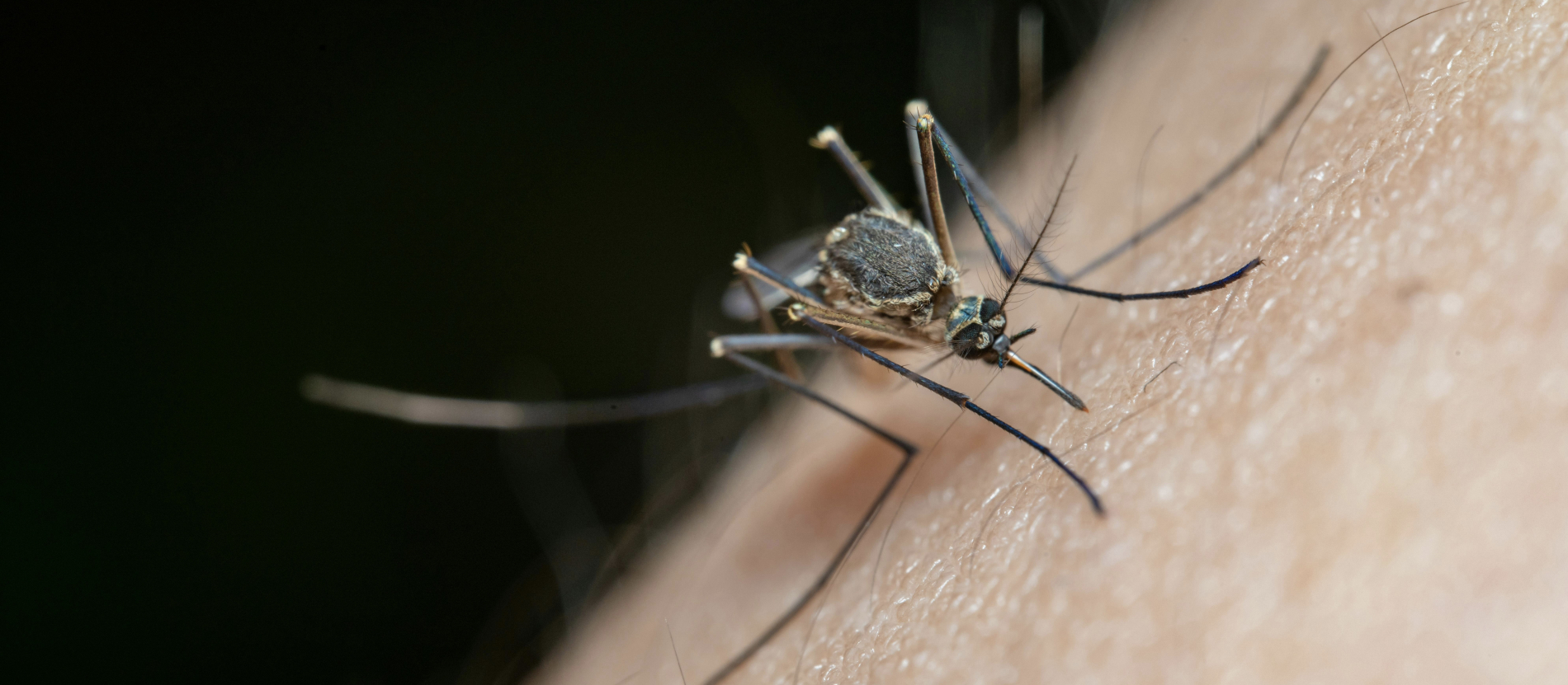 a mosquito on a person's skin