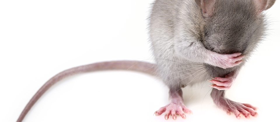 What noise does a rat make sale
