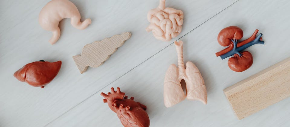 Mini organs: stomach, liver, heart, lungs, kidneys, intestines