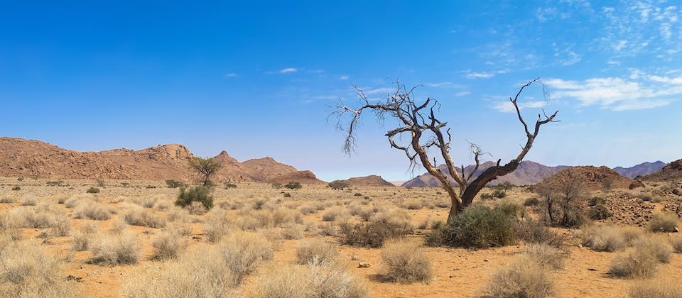 bare tree on desert landscape