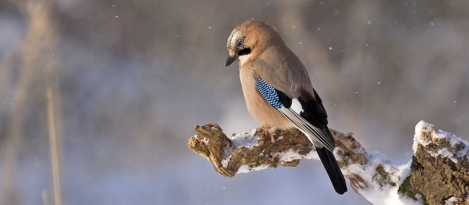 Brown Black and Blue Bird Sitting on Brown Tree Twig