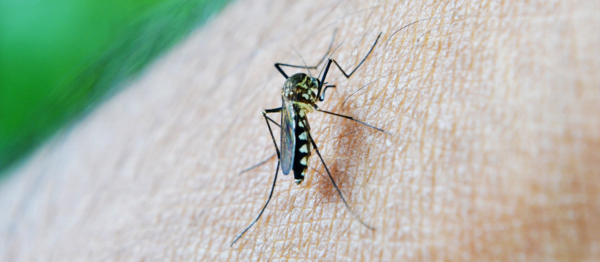 Squashing Some Mosquito Myths  Office for Science and Society