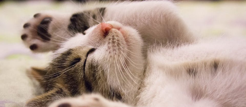 Close-up Photo of Cute Sleeping Cat
