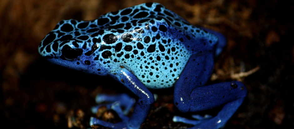 South American Poison Dart Frog  Office for Science and Society