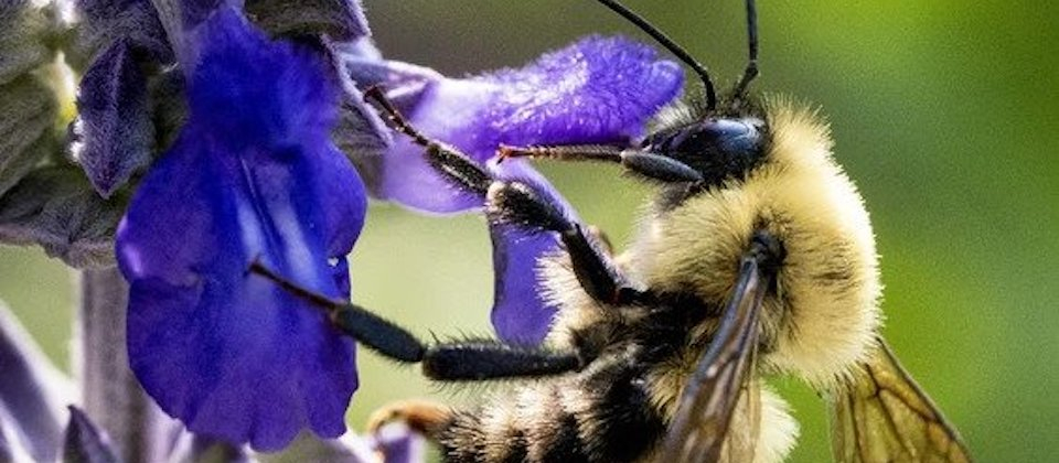 a close-up of a bee on a purple flower