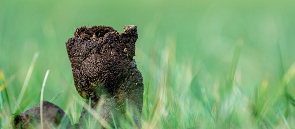 brown piece of poop in a field of green grass