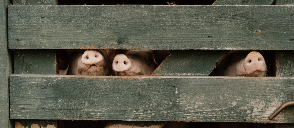 farm photo of pig snouts peeking through wooden gate