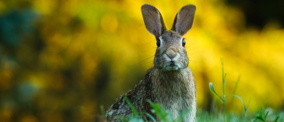 From tiny bodies to giant ears, rabbits have super specialized physiologies