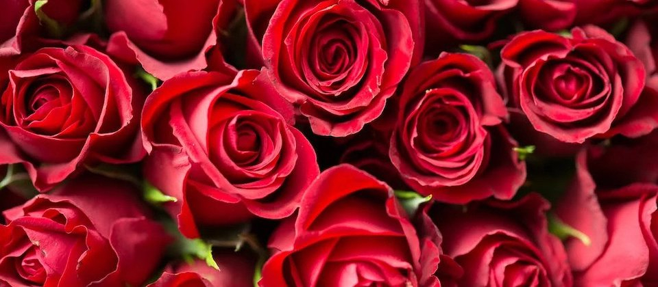 close-up of red roses