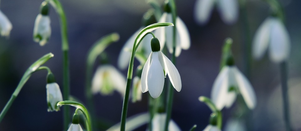 Numerous snowdrop flowers on a grey background