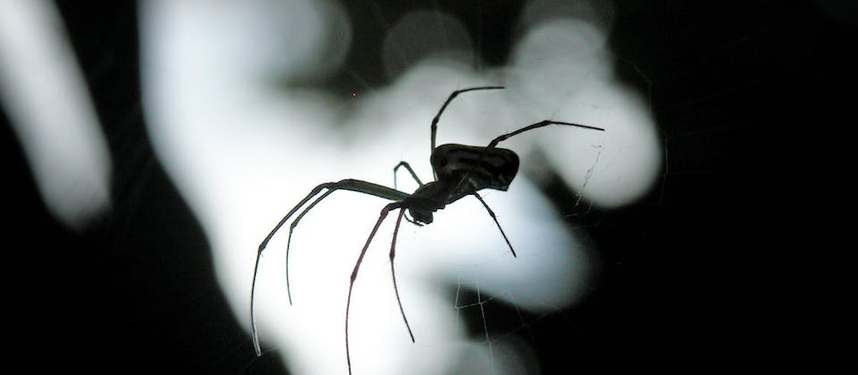Black Spider Hanging on Web