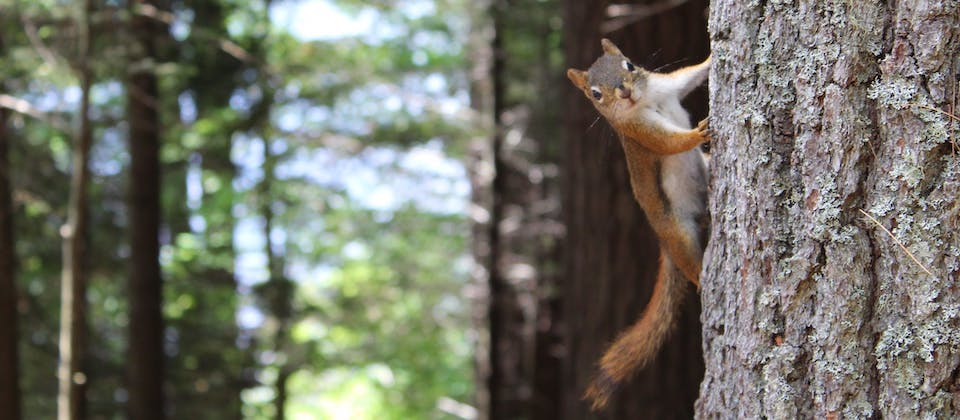 squirrel on a tree