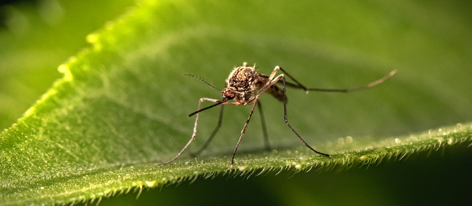 mosquito on a leaf