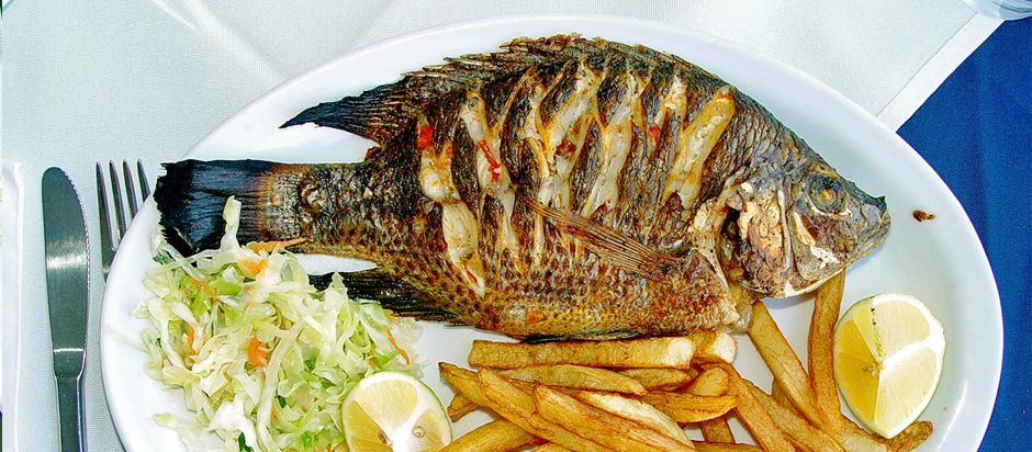 Is Tilapia Fish a Bottom-Feeder 