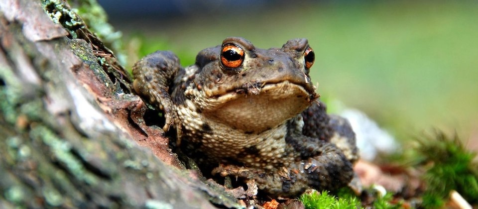 Brown and Black Frog