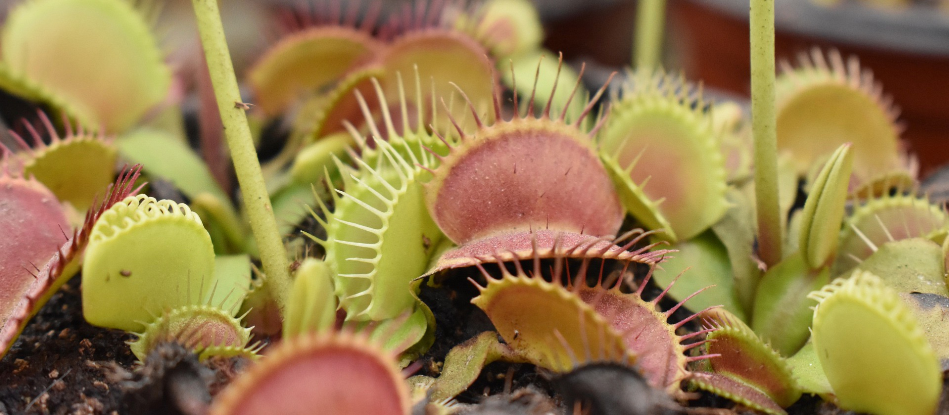 A Plant That Eats Bugs Office for Science and Society McGill University