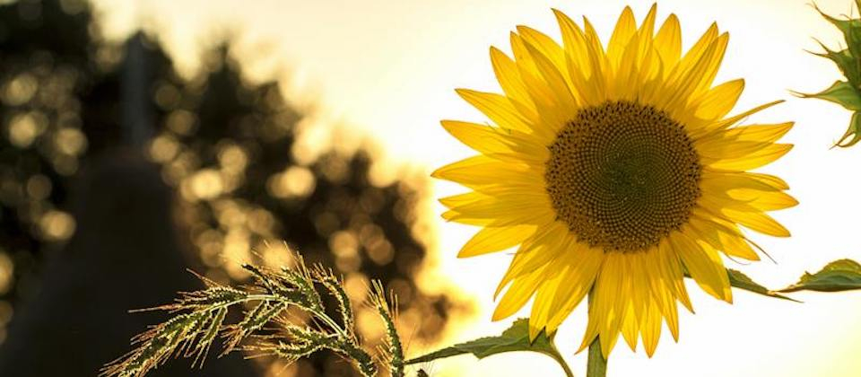 Sunflower during Sunset