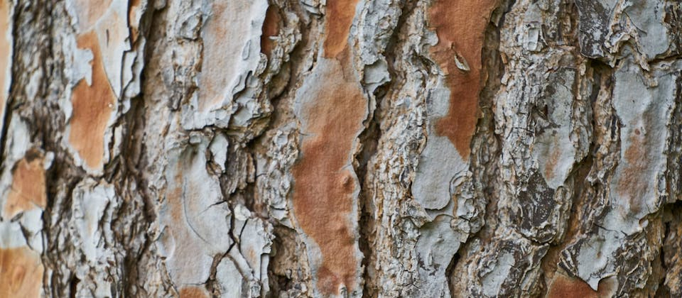 close up image of tree bark