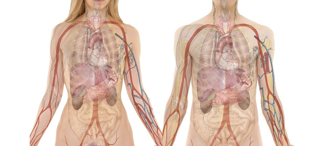 Biological male and female translucent anatomical diagrams. 