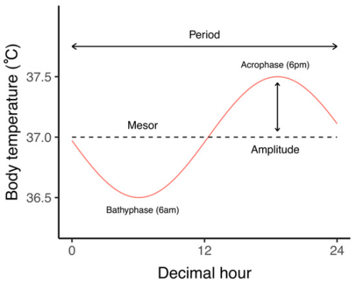 diagram depicting humans' body temperature by decimal hour