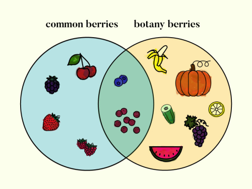 a venn diagram of common berries vs botany defined berries