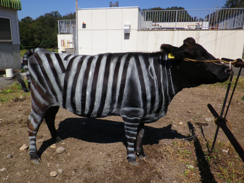 Black cow painted with white stripes