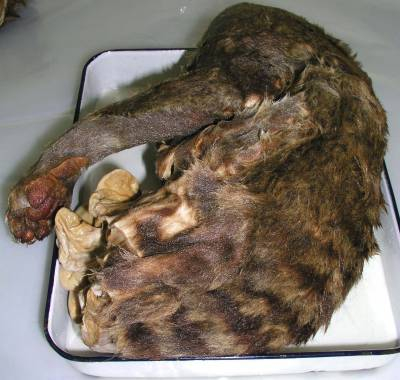 Thylacine fur