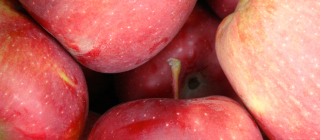 A Rotten Apple Really Does Spoil the Barrel  Office for Science and  Society - McGill University
