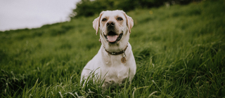 Why Does Dog Urine Stain The Grass Office For Science And Society Mcgill University